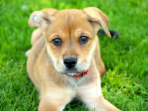 A cute dog